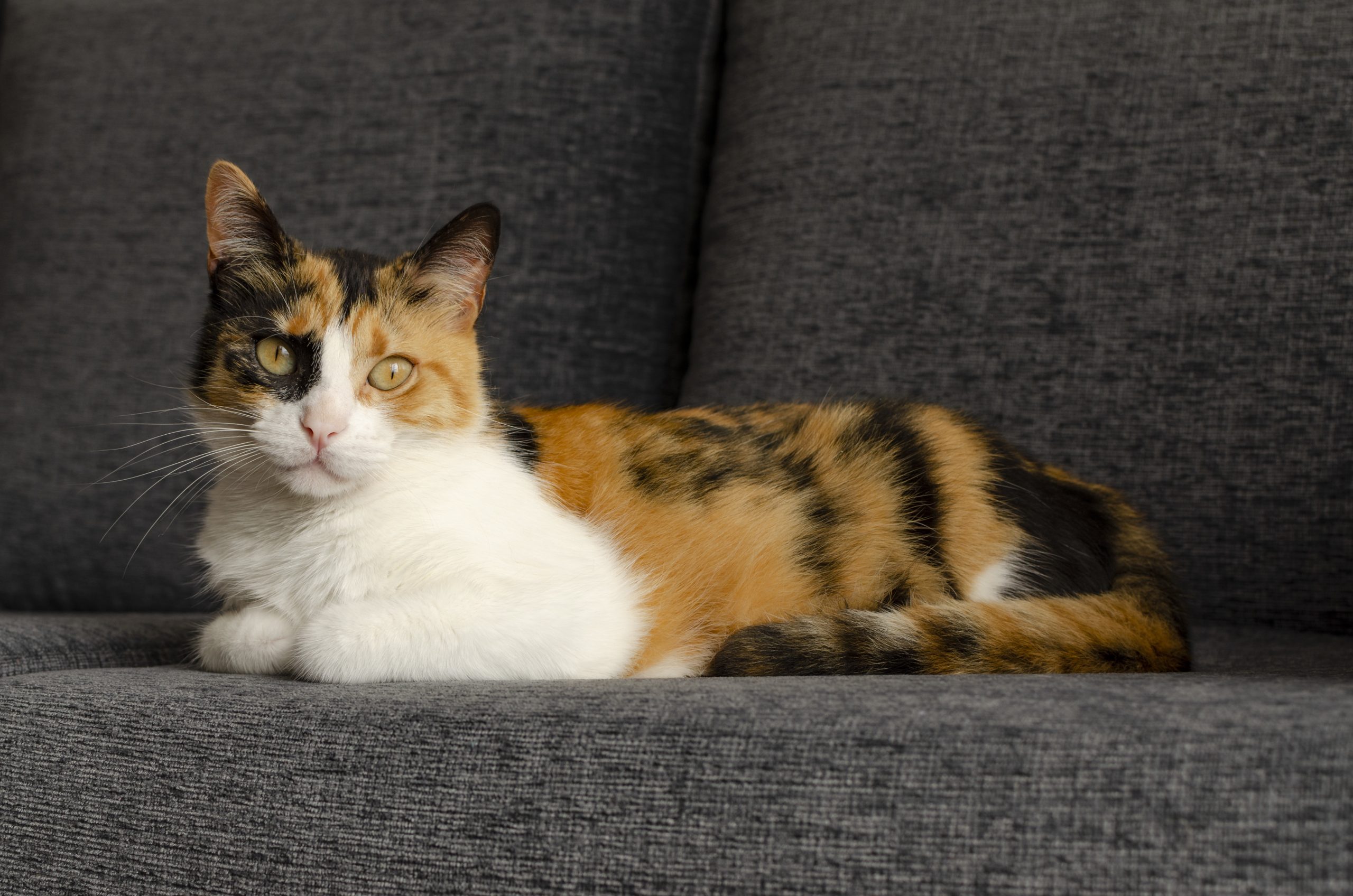 Kedi Nasıl Bakılır? Kedi Bakımında Dikkat Edilmesi Gerekenler