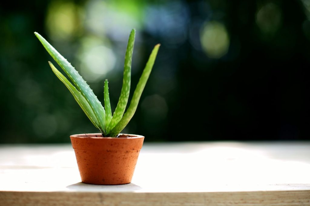 sundance aloe vera gel dm Sundance main image 0