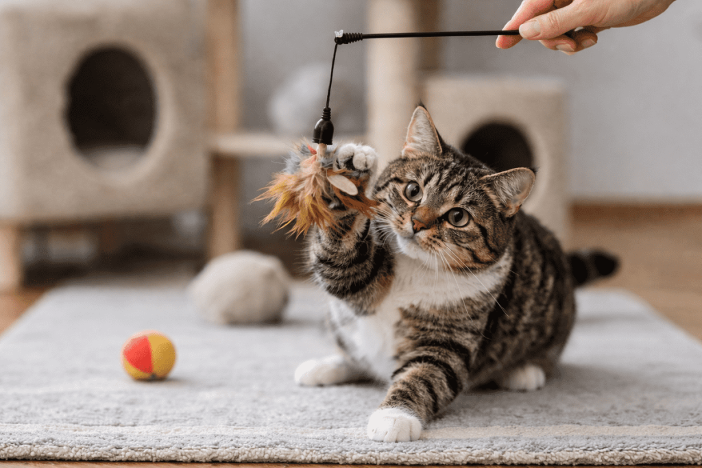 kedi oyun oynarken