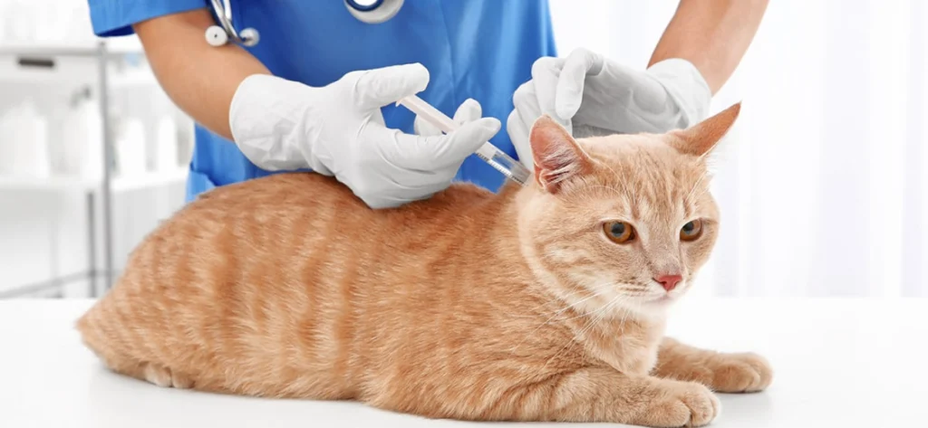2026 Kedi Aşı Fiyatları: Güncel Ücretler ve Aşı Takvimi